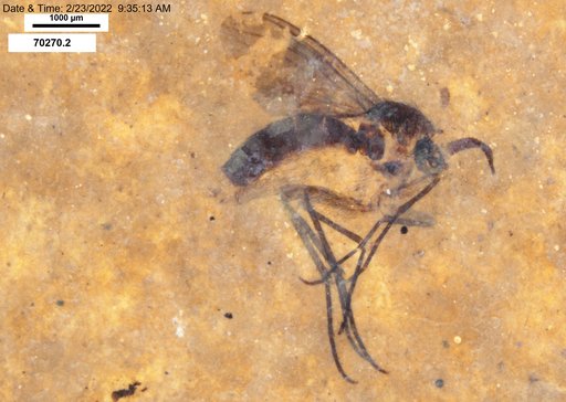 Mycetophilidae