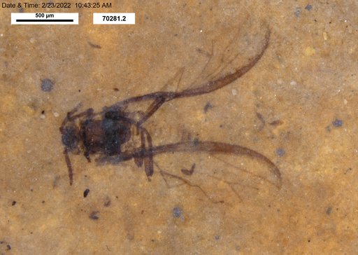 Aphididae