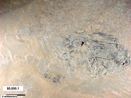 Genus sp