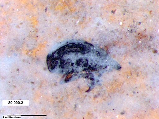 Mordellidae