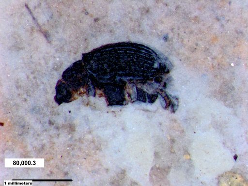 Genus sp