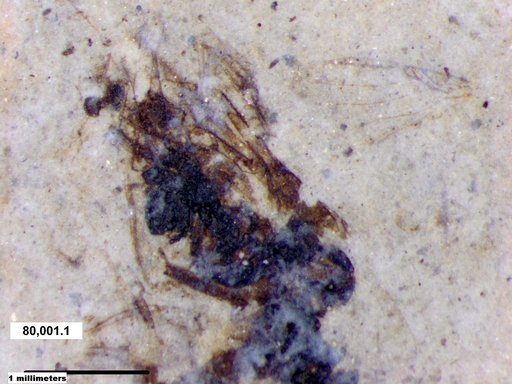 Genus sp
