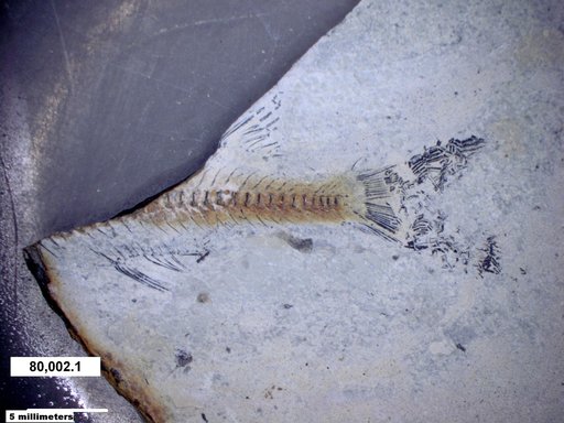 Genus sp