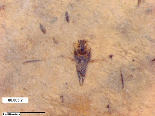 Notonectidae