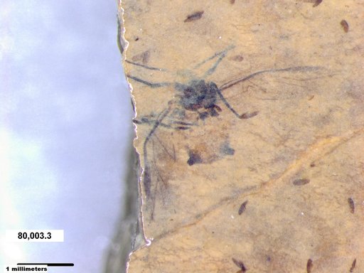 Aphididae