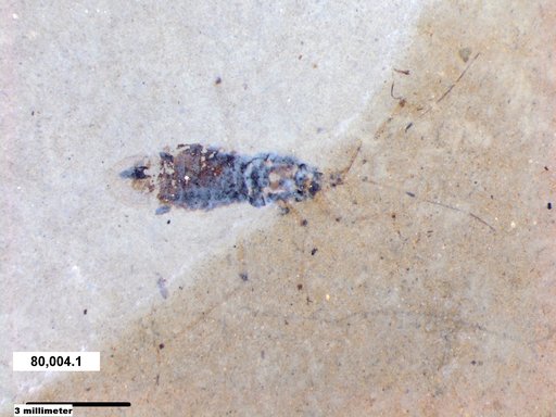 Genus sp