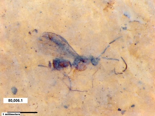 Genus sp