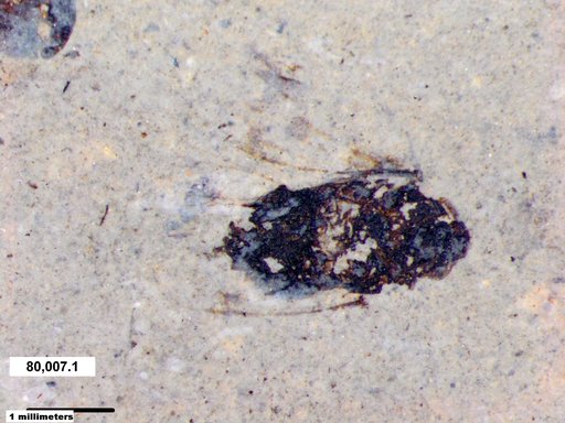 Genus sp