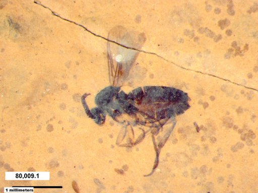 Diptera