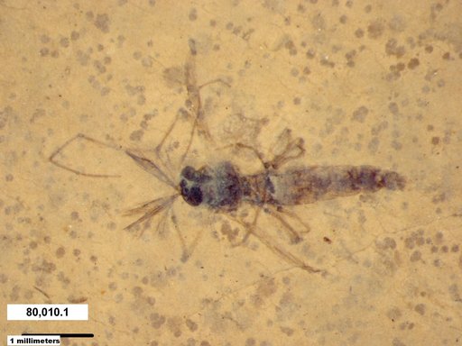 Genus sp