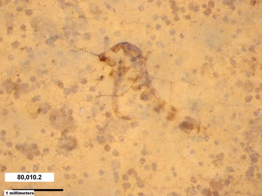 Chaoboridae