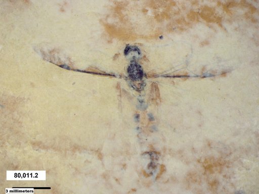 Ichneumonidae
