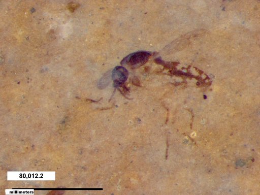 Diptera