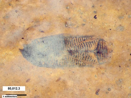 Corixidae