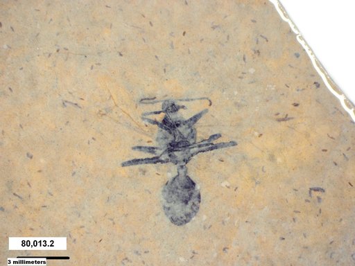 Formicidae