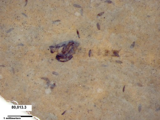Chaoboridae