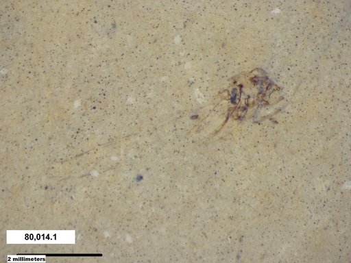 Genus sp