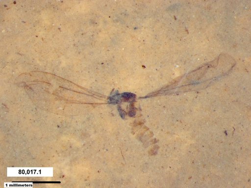 Cecidomyiidae