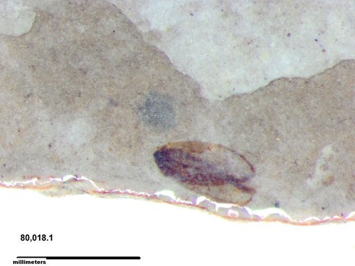 Tracheophyta