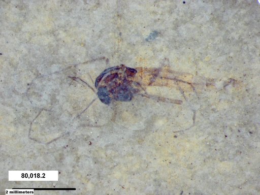 Genus sp