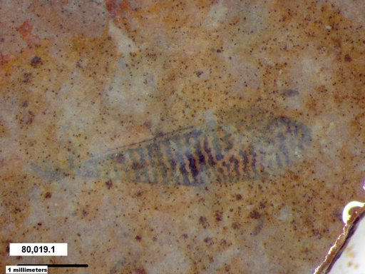 Corixidae
