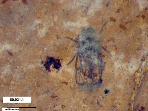 Aphididae