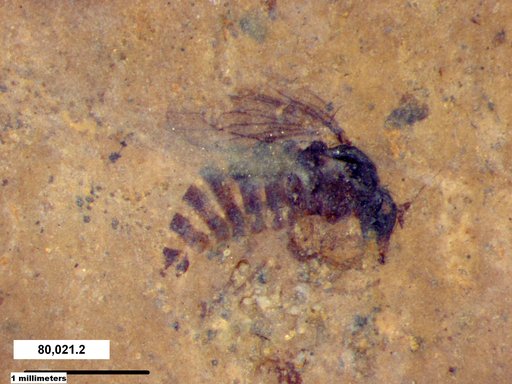 Diptera