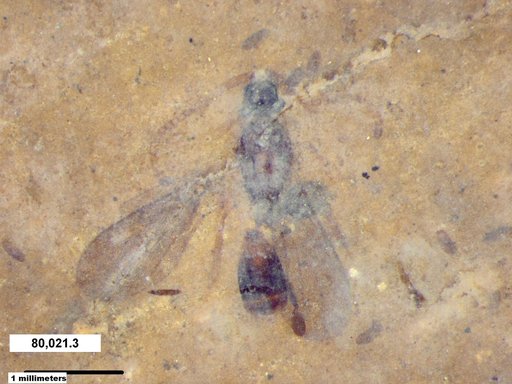 Diapriidae