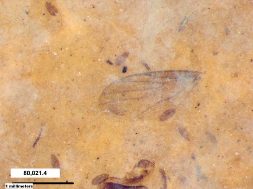 Diptera