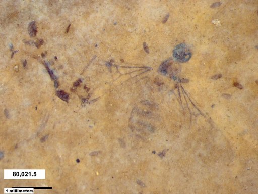 Formicidae