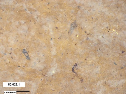 Aphididae
