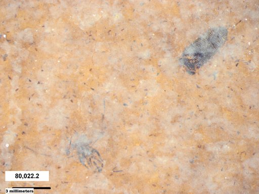 Corixidae