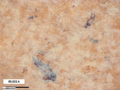 Aphididae