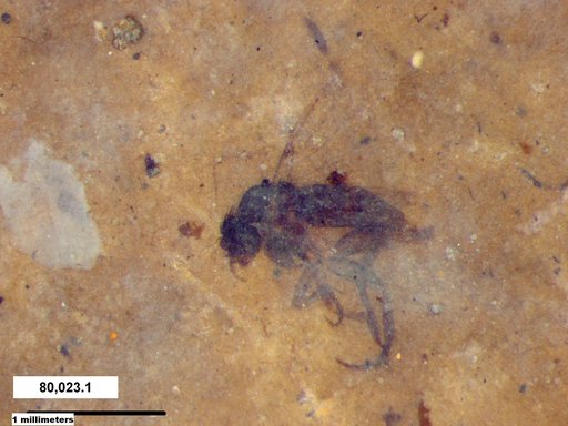Phoridae