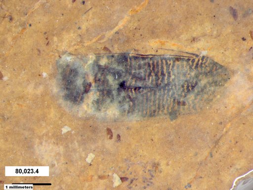 Aphididae
