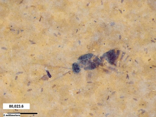 Formicidae