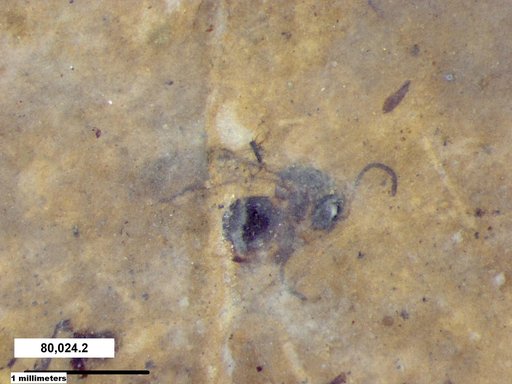Genus sp