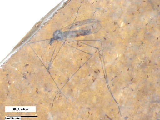 Diptera