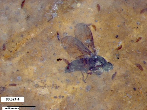 Diptera