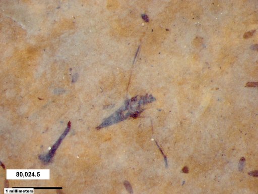 Notonectidae