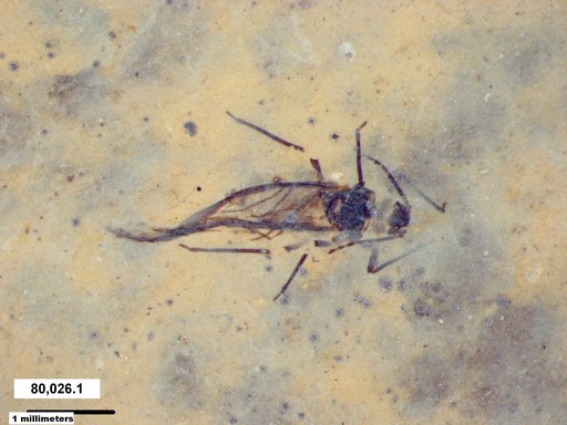 Aphididae