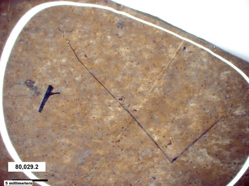 Diptera