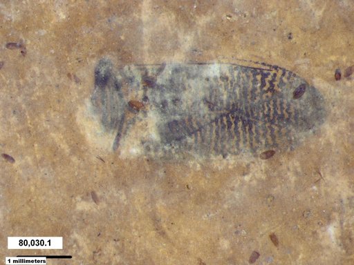Corixidae