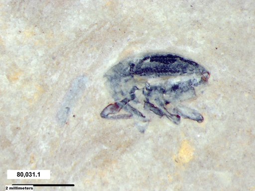 Genus sp