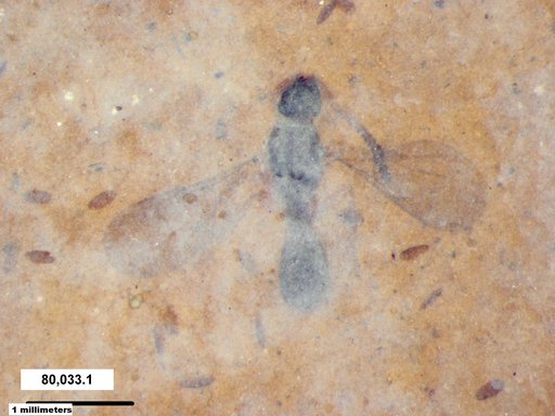 Diapriidae