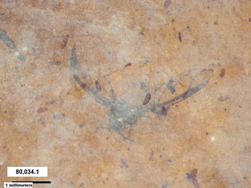 Aphididae