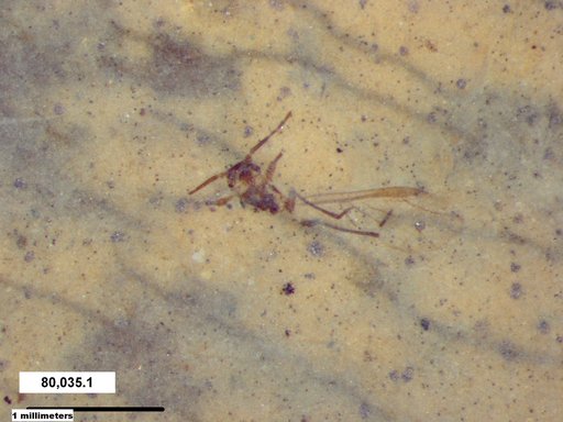 Aphididae