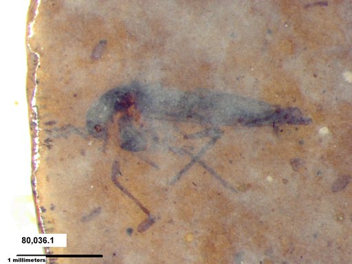 Aphididae