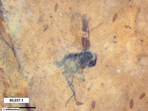 Diptera