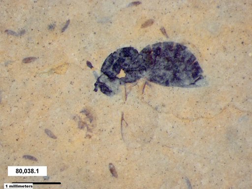 Genus sp